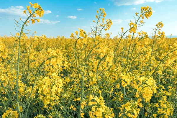 Schön Blühendes Rapsfeld Vor Blauem Himmel Frühlingshaften Nachmittag — Stockfoto