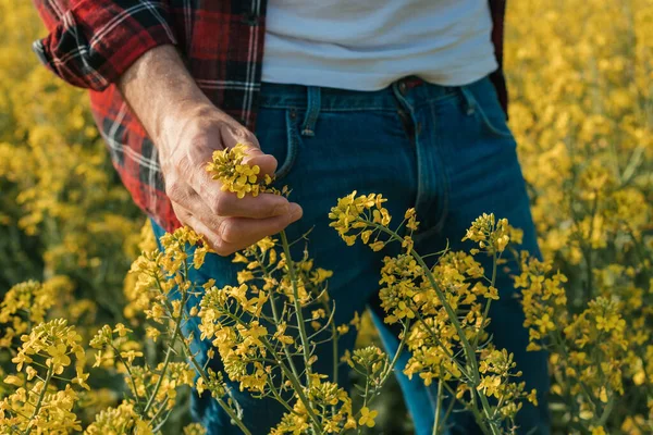 Närbild Jordbrukarens Hand Jordbruksföretag Blommande Rapsfrö Växt Odlad Mark Jordbrukare — Stockfoto