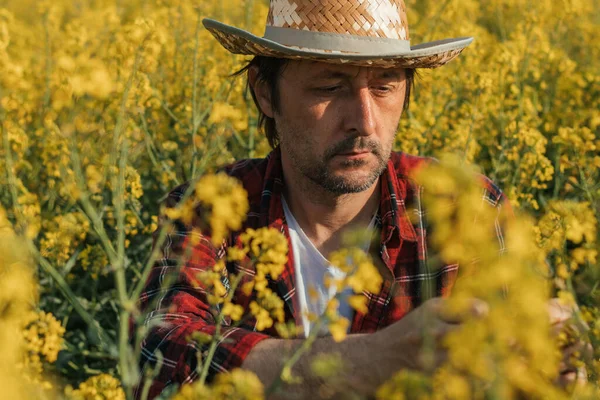 Agricultor Examinando Plantas Colza Florescendo Campo Cultivado Agrônomo Realizando Controle — Fotografia de Stock