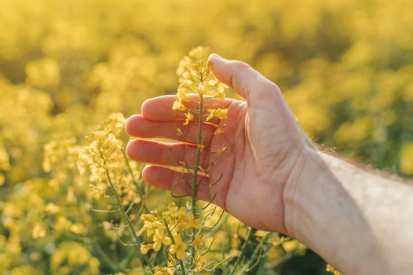 Close Farmer Hand Holding Blooming Rapeseed Plant Cultivated Field Farmer — Stock Photo, Image