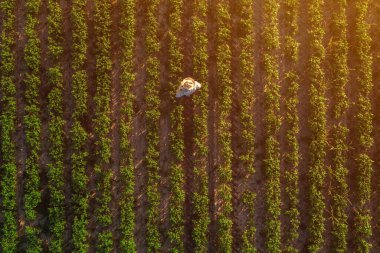 Tarlada soya fasulyesi çiftçisi, organik bitki yetiştiriciliğinde ayakta duran tarım uzmanının havadan görünümü bitkilerin gelişimini gözlemliyor