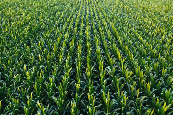 Aerial View Green Corn Crops Field Drone Pov — Stock Photo, Image