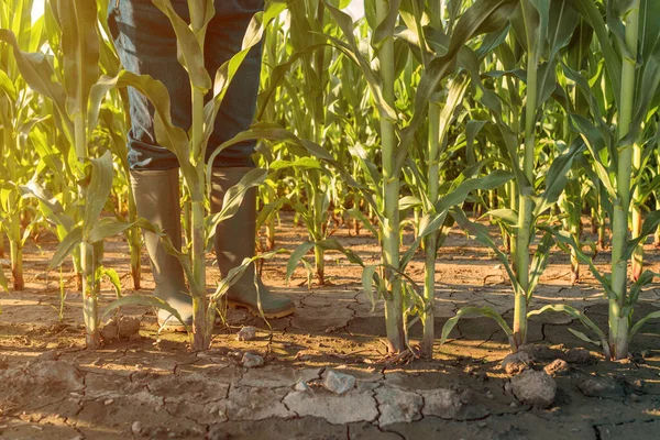 Női Farmer Gumicsizmában Kukoricaföldön Kukoricaültetvényen Pózoló Mezőgazdász — Stock Fotó