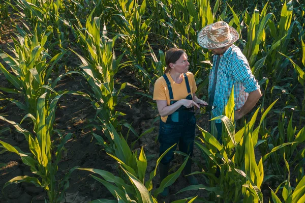 Female Agronomist Tablet Computer Advising Corn Farmer Cultivated Crop Field — Stock Photo, Image