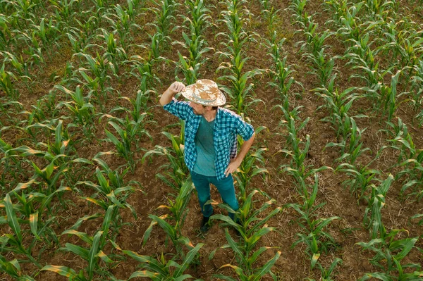 精疲力竭的农民站在耕作的高粱田里 穿着汗流浃背的衬衫看着庄稼 辛苦劳作的农业活动之后 从无人驾驶飞机上俯瞰着高空的高角景象 — 图库照片