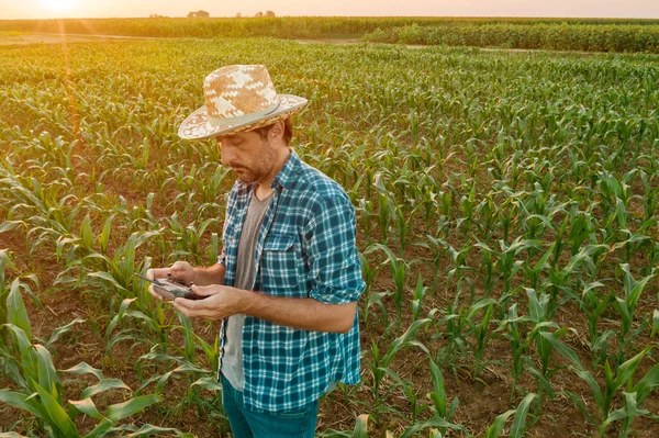 Farmer Flying Drone Cultivated Sorghum Field Looking Crops His Sweaty — Stock Photo, Image