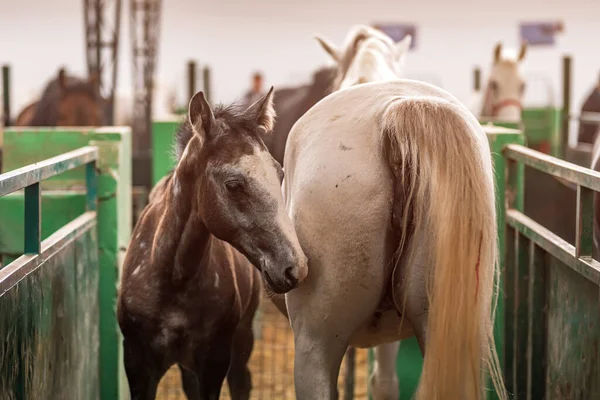 Horse foal and mare in paddock, cute animals on farm