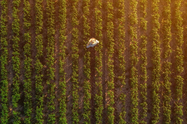 Rolnik Sojowy Terenie Widok Lotu Ptaka Agronoma Stojący Ekologicznej Plantacji — Zdjęcie stockowe