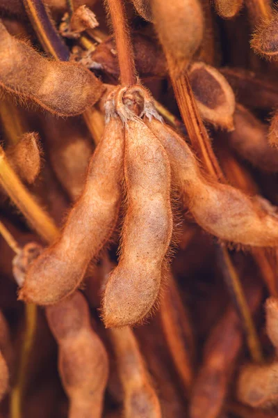 Harvested Soybean Straws Pods Bundled Stacked Selective Focus — Stock Photo, Image