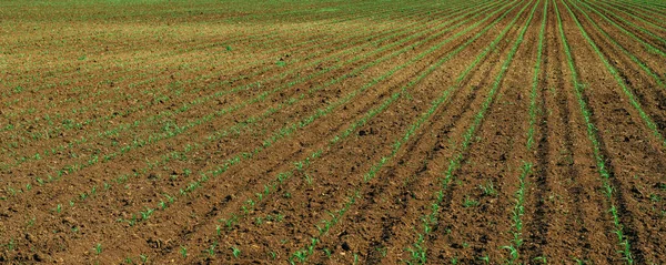 Corn Sprouts Field Diminishing Perspective Selective Focus — Stock Photo, Image