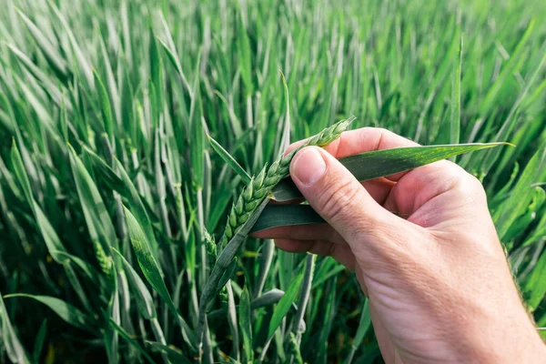 Yeşil Buğday Artışını Inceleyen Tarımcı — Stok fotoğraf