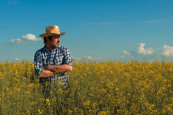 Chovatel Řepkového Semene Řepky Který Dívá Kvetoucí Obdělávané Pole Agronoma — Stock fotografie