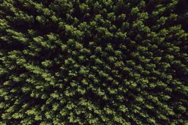 Yazın insansız hava araçlarından Cottonwood Populus Green Forest 'ın havadan görünüşü