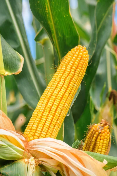 Ear Corn Cultivated Cornfield Selective Focus — Stock Photo, Image