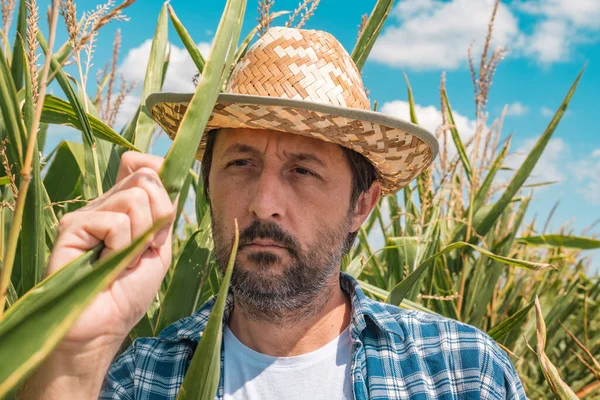Agricultor Examinando Plantas Milho Milho Campo Bonito Agrônomo Adulto Está — Fotografia de Stock