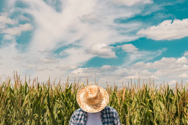 Corn farmer in cultivated maize field wearing protective straw hat on bright sunny day