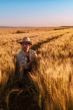 Agronomist çiftçi sıcak yaz günbatımında tarlada olgunlaşan buğday başaklarını inceliyor. Tahıl ürünlerinin gelişimini analiz eden tarım işçisi.