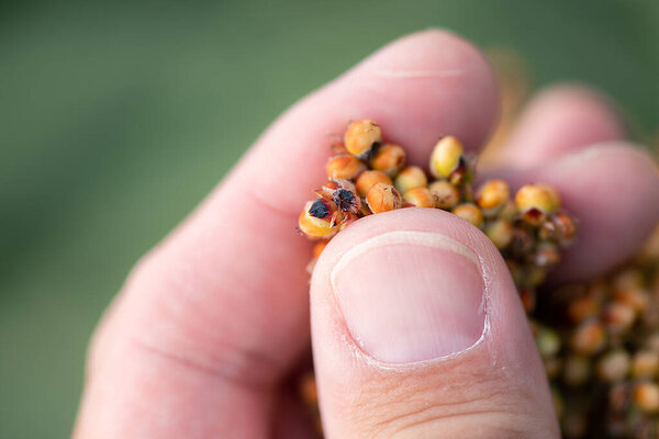 Фермер осматривает двухцветный сорго в поле, закрывает мужскую руку
