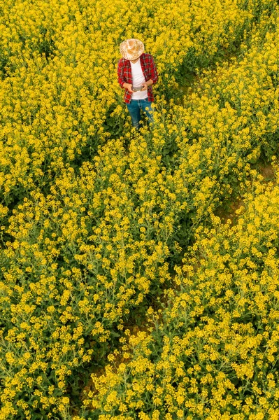 Flygfoto Jordbrukare Som Använder Drönare Fjärrkontroll Blommande Rapsfrö Fält Smart — Stockfoto