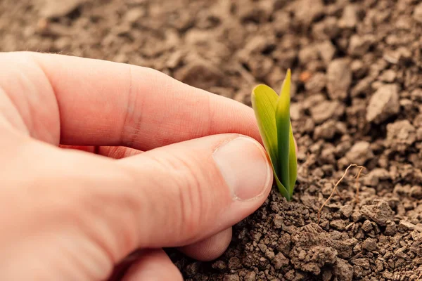 Farmer Examining Maize Plant Sprout Field Close Hand Selective Focus — Stock Photo, Image