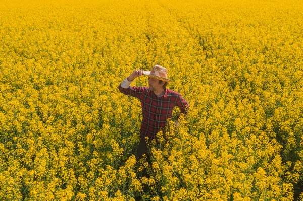 Hodowca Rzepaku Patrzący Kwitnące Pole Uprawne Dużym Kątem Widzenia Agronomisty — Zdjęcie stockowe