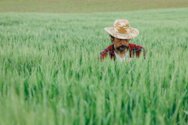 Agronomist tarladaki yeşil buğday hasadını inceliyor. Hasır şapkalı ve ekose gömlekli yetişkin bir çiftçi tarlada çalışıyor.