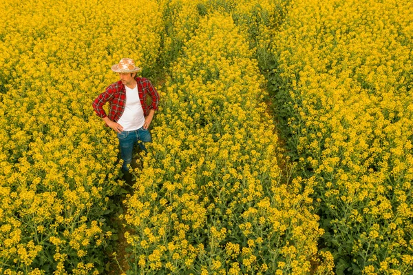 Aerial View Farmer Examining Blooming Rapeseed Field Farm Worker Drone — Stock Photo, Image