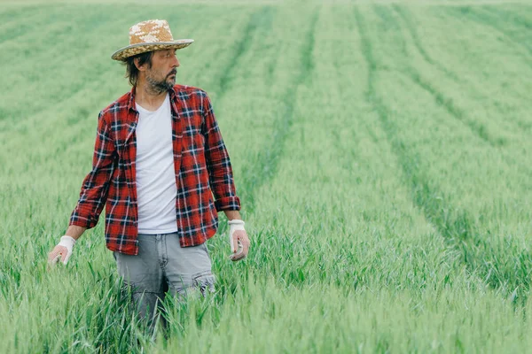 Agronomista Caminhando Pelo Campo Trigo Verde Examinando Plantação Agricultor Adulto — Fotografia de Stock