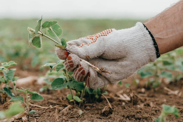 Agronomo Esaminando Piantina Soia Campo Primo Piano Della Mano Glycine — Foto Stock