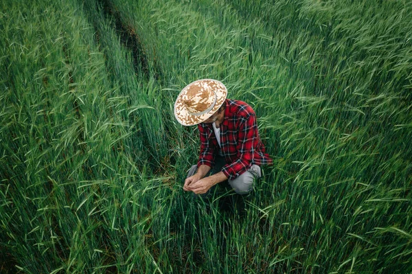 Jordbrukare Inspektera Grön Korn Gröda Utveckling Fält Vuxen Manlig Agronomen — Stockfoto