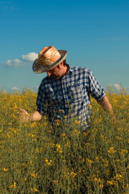 Çiçek açmış tarlalara bakan kanola ırz düşmanı çiftçi, çiçek açan yağ tohumu çiftliğinde dikilen tarım uzmanı.