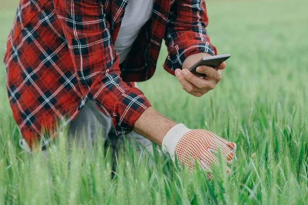 Agronomist Akıllı Telefonlu Yeşil Buğday Mahsullerinin Fotoğrafını Çekiyor Yetişkin Erkek — Stok fotoğraf