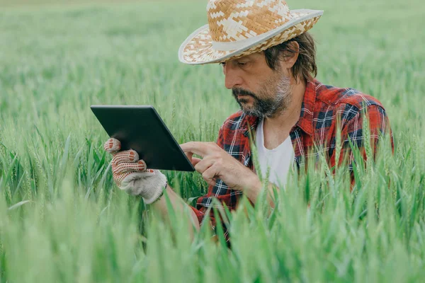 Yeşil Buğday Tarlasında Tablet Bilgisayar Kullanan Tarımcı Akıllı Tarım Kavramı — Stok fotoğraf