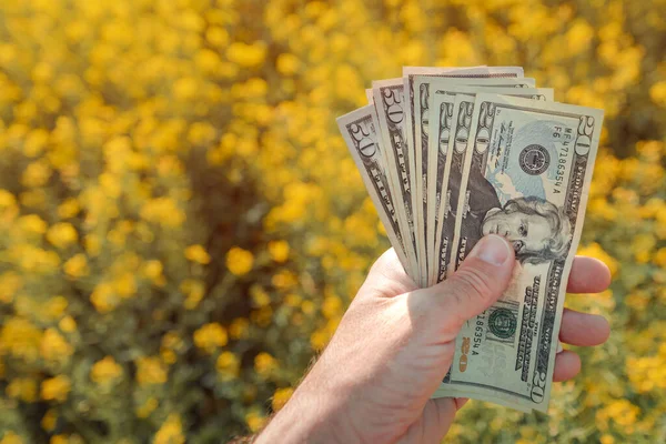 Profit Rapeseed Farming Farmer Holding American Paper Currency Field — Stock Photo, Image