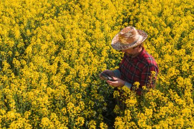 Yağ tohumu tecavüzcüsünün hava görüntüsü uzaktan kumandalı uzaktan kumandayla çiçek açan kanola plantasyonunu kullanarak mahsul gelişimini kontrol ediyor..