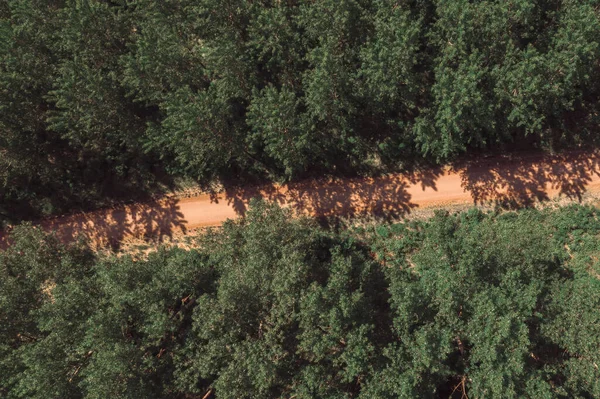 Vista Aérea Del Camino Vacío Través Del Bosque Árboles Álamo — Foto de Stock