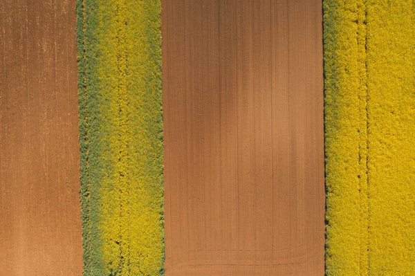 Top View Blooming Oilseed Rape Field Drone Pov Aerial View — Stock Photo, Image