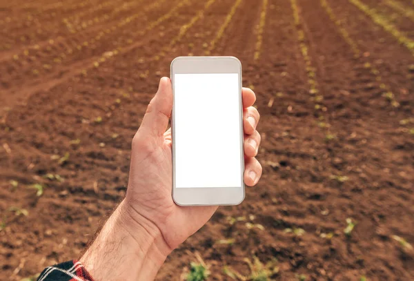 Agronomist Met Smartphone Mock Scherm Maïsveld Close Van Mannelijke Hand — Stockfoto