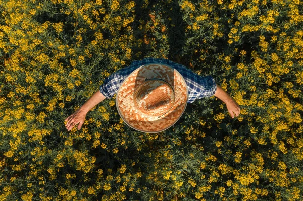 Agronom Kvetoucím Poli Řepky Olejné Letecký Pohled Drone Pov — Stock fotografie