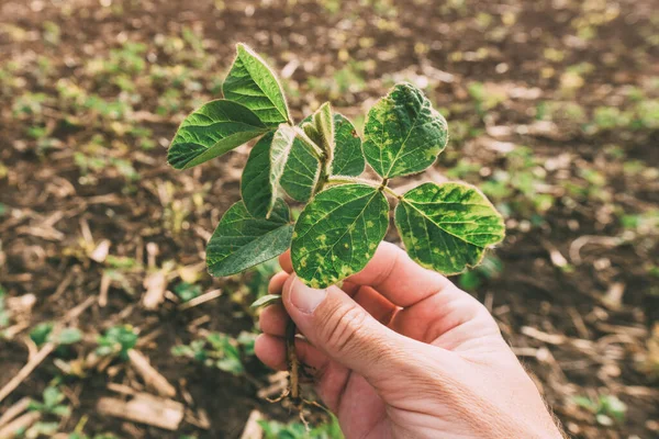 Agronomist Examining Soybean Seedling Field Close Hand Holding Glycine Max — Stock Photo, Image