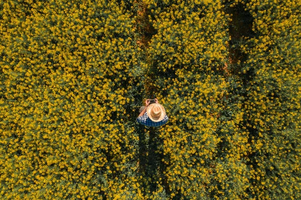 Agronomista Com Controlador Remoto Drone Campo Colza Florescente Visão Aérea — Fotografia de Stock