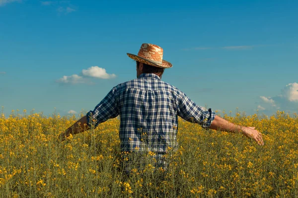 เกษตรกรเมล ชชน ดหน งของ Canola มองข ามสนามเพาะปล กในดอกไม กเกษตรศาสตร นอย — ภาพถ่ายสต็อก