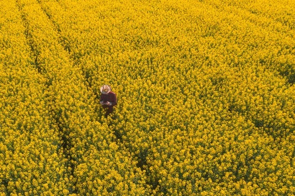 菜種油農家の空中ビューは 作物の開発を制御するために菜種菜種油プランテーションの開花にドローンリモコンを使用して — ストック写真