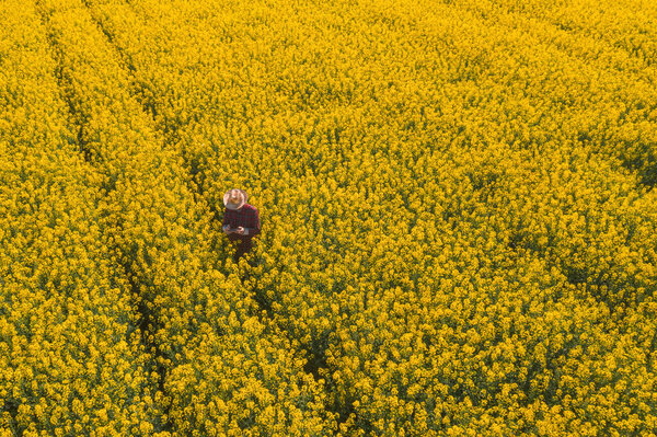 Aerial view of oilseed rape farmer using drone remote controller on blooming rapeseed canola plantation to control crop development.