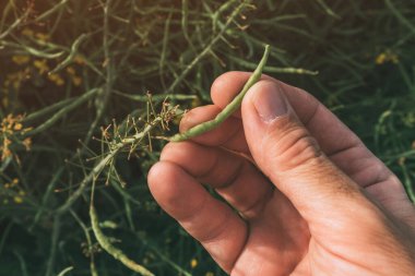 Agronomist tarlada kolza yağı kapsülünü inceliyor, elinde Brassica napus bitkisini tutuyor.