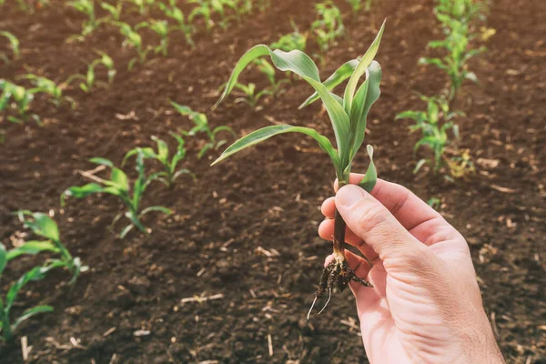 Agronom Untersucht Maiskeimling Auf Feld Nahaufnahme Von Hand Haltenden Maiskeimen — Stockfoto