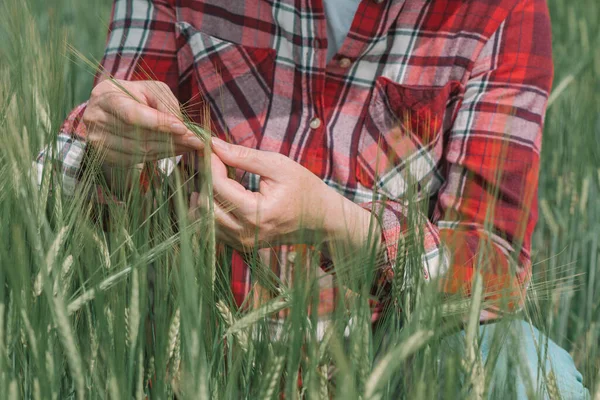 Mani Agronomo Contadina Esaminando Orecchie Verdi Orzo Campo Primo Piano — Foto Stock