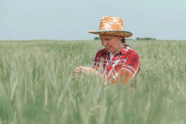 Farmářka Zabývající Vývojem Zelených Ječných Uší Terénu Zemědělkyně Zabývající Pěstováním — Stock fotografie