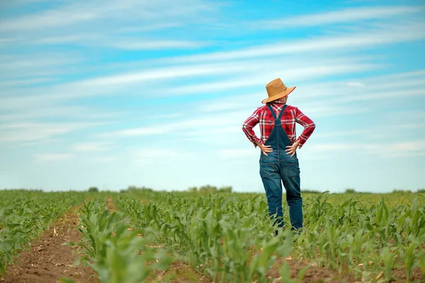 Agricultora Campo Milho Olhando Sobre Culturas Jovens Milho Verde — Fotografia de Stock