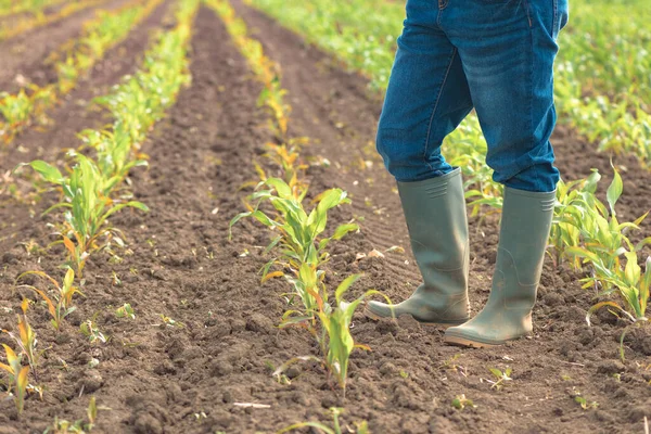Vrouwelijke Boer Wellington Rubber Laarzen Staan Jong Groen Maïsveld Herbicide — Stockfoto